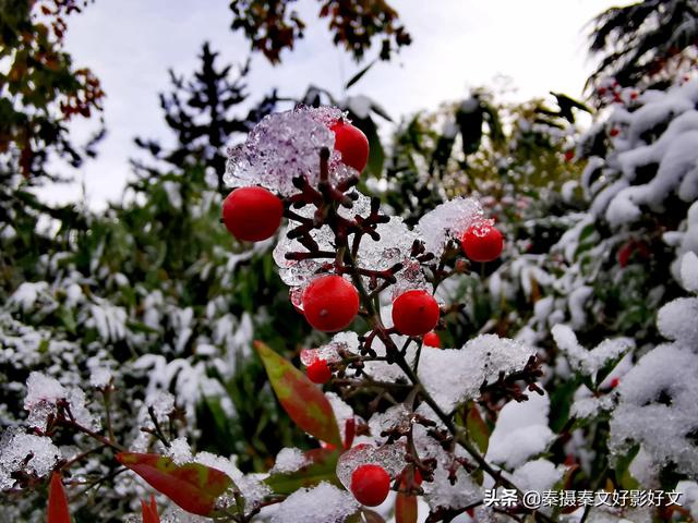 雪中红豆最相思