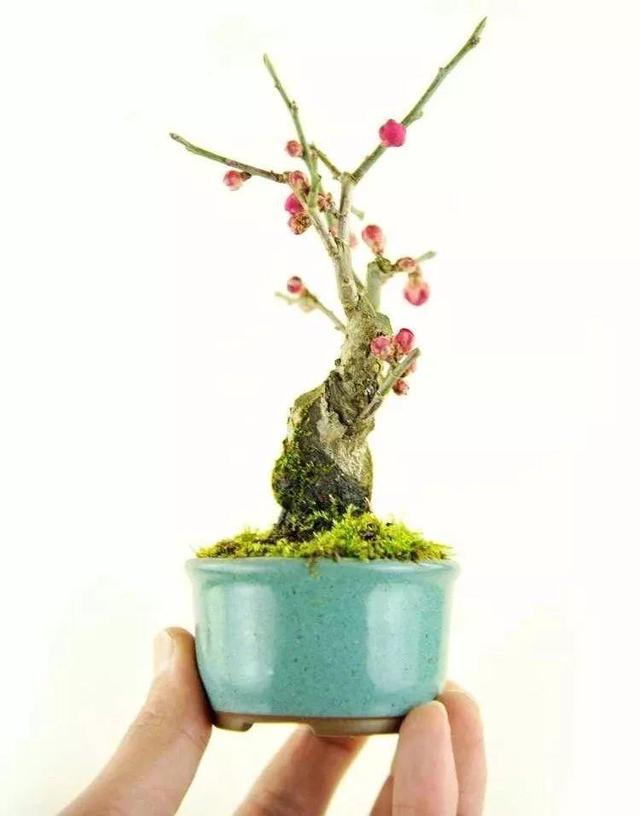 盆景猫 盆景猫(盆景猫取出瓶后的图片) 动物