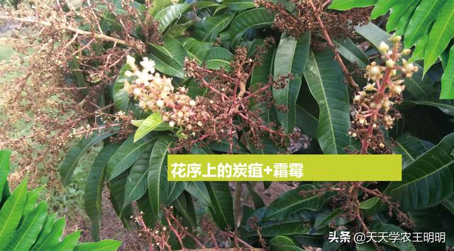 芒果的常见病害？角斑、炭疽、露水斑、红点、黑心病！尽早防治12