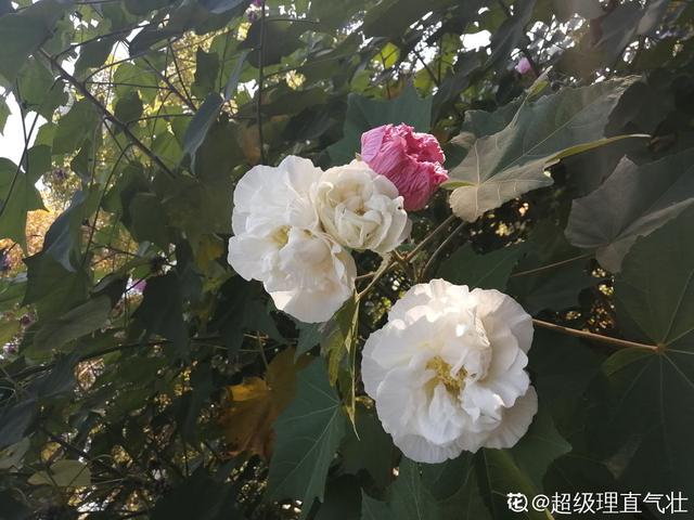 木芙蓉 木芙蓉（木芙蓉简介） 生活