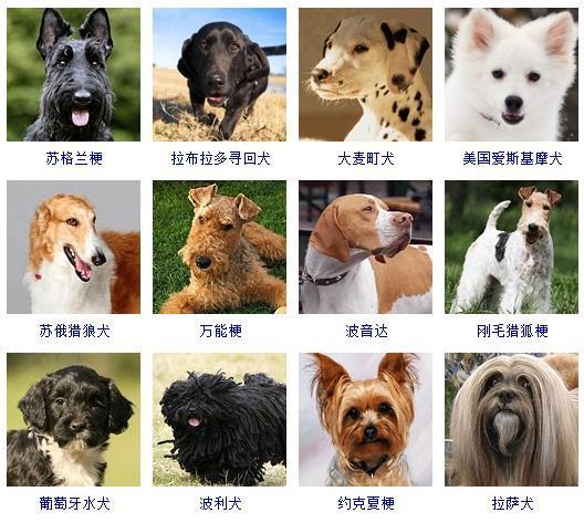 宠物狗的种类及图片 宠物狗的种类及图片（宠物狗种类大全带图片） 动物