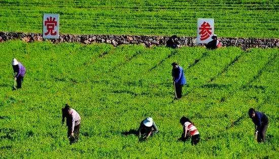 *参名贵，性喜阴湿，怎样种植？8项栽培措施促进高产质优3