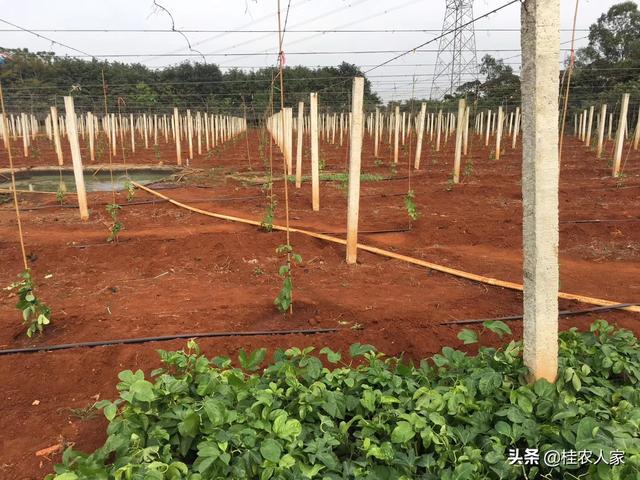 春耕话农技：刚种植下去的百香果苗怎么啦？应该怎么样管理才好？