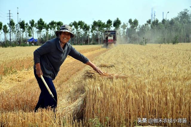 麦子什么时候成熟