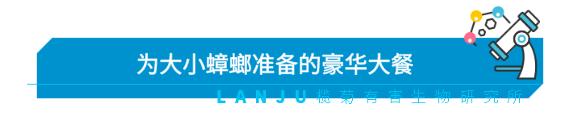 蟑螂吃什么