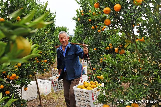 要使果树果实膨大好，除了增施钾肥以外这些营养元素要补好12