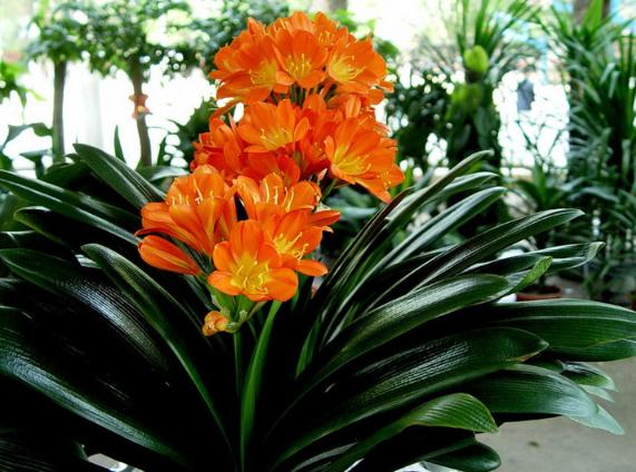 生日花大全,生日花图片