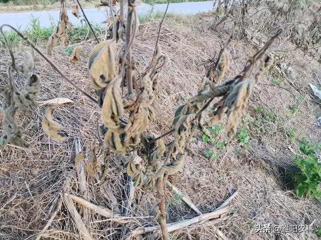 使用草甘膦，注意做好这几点，死草速度更快除草更干净3