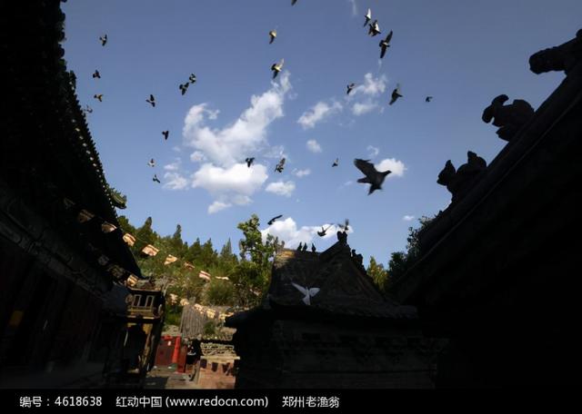 鸟与僧 实乃红尘外的一对朋友 全网搜