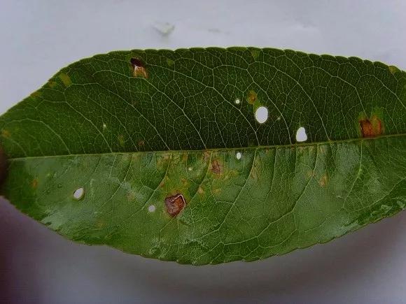 梅雨期注意防治桃细菌性穿孔病