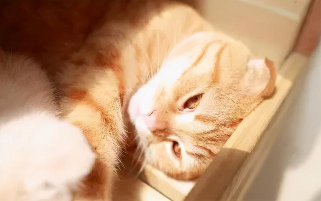 今日小雪丨天愈冷，寒更甚！省名中医教你如何巧妙养生