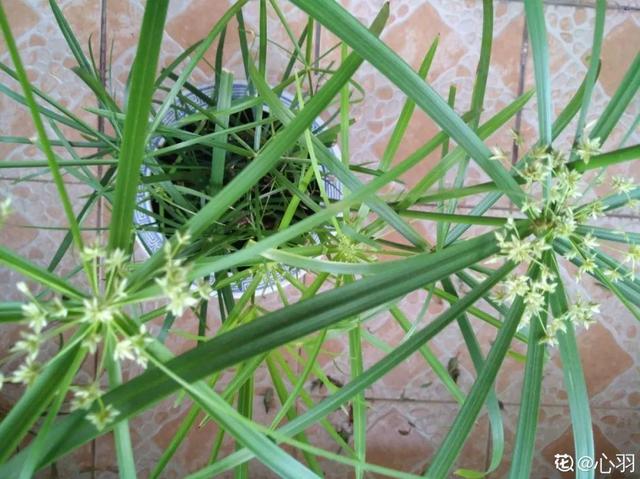 水植物