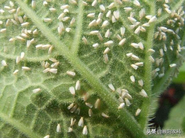 这个新药能治蚜虫、介壳虫、盲蝽蟓等10多种害虫，用一遍顶三遍3