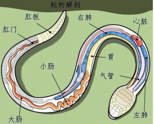 打蛇打七寸的七寸是指