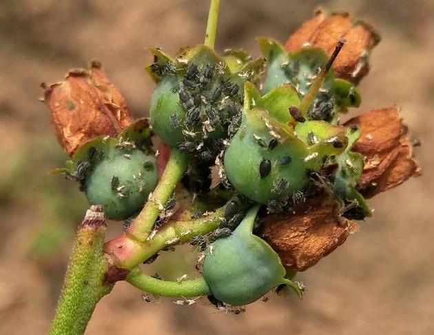 蓝莓种植常见虫害新梳理，田间实拍图片，防治方案供参考