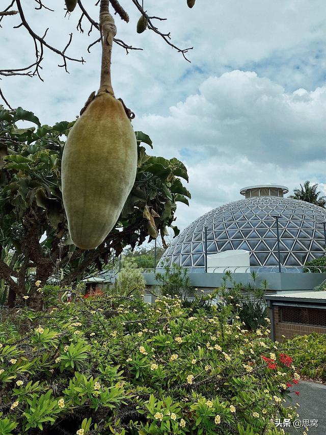 思窝星图腾：布里斯班植物园，从植物的生根发芽，聊聊人生的选择