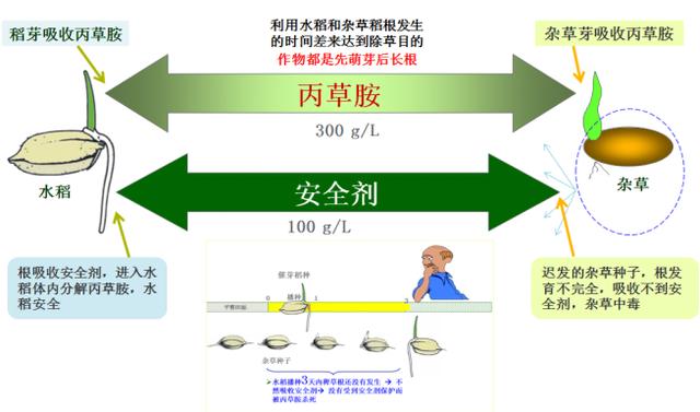 早稻直播田芽前封闭首选丙草胺，为什么有些丙草胺会杀死稻芽？4