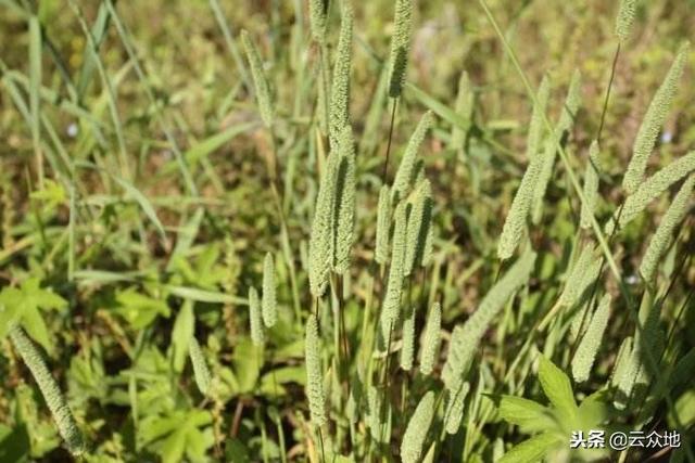 麦田鬼蜡烛怎么防除？掌握正确识别及高效用药技巧3