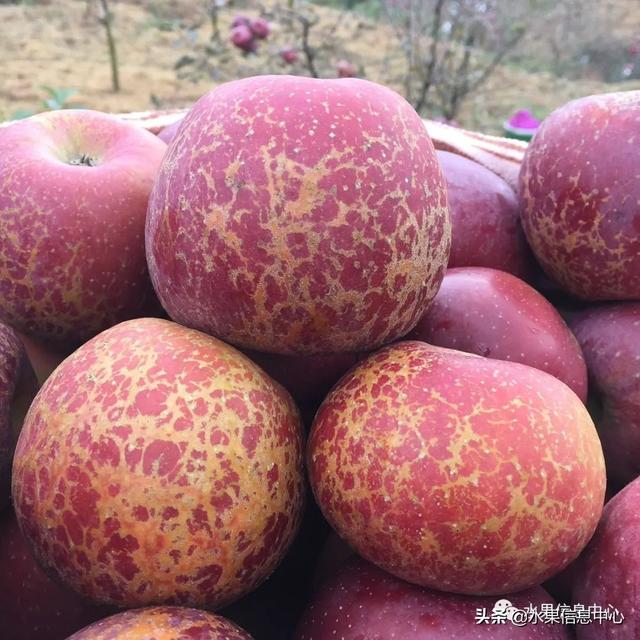 苹果的种类 苹果的种类（苹果的种类大约有多少种） 生活