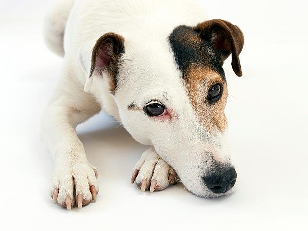 犬瘟热病 犬瘟热病（犬瘟热病犬的趾部脚垫皮肤变化是） 动物