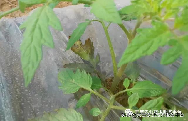 西红柿茎干发黑怎么办？4