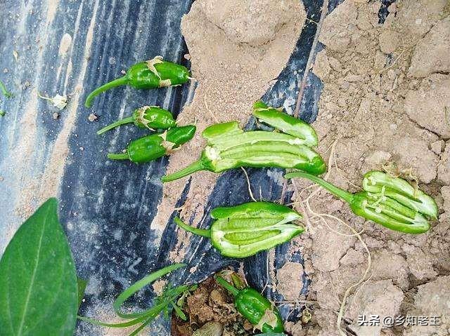 植物生长调节剂过量使用反受害，一文了解药害症状及补救措施5