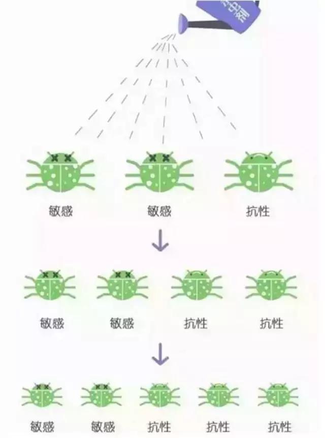 跳甲虫、潜叶蝇、蓟马抗性越来越强，这些药剂组合可以选择4