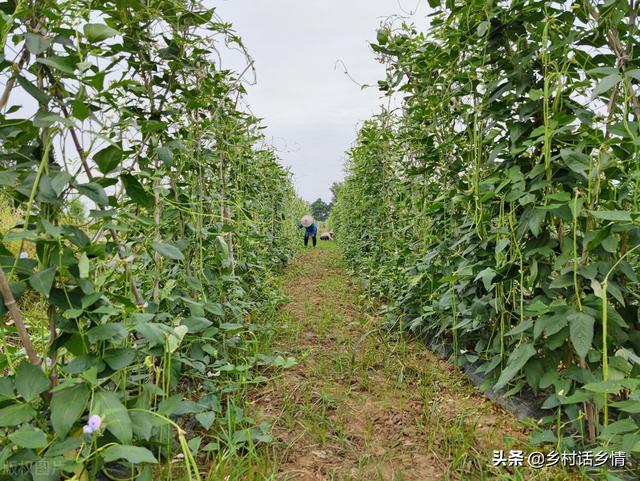 豆角落花落荚、叶子发黄怎么办？三招让其恢复健壮，结荚多一倍2