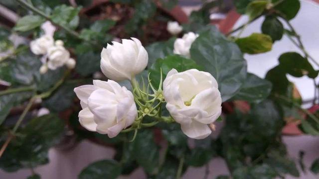 茉莉花的香味