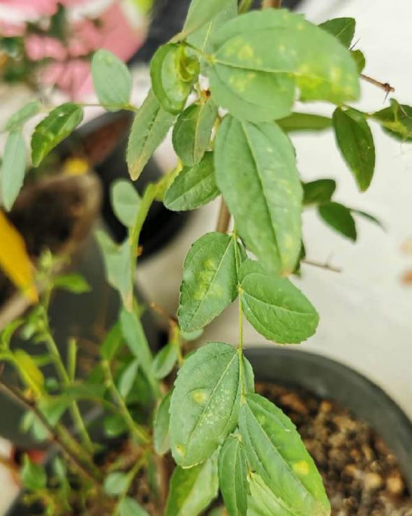 枣树种植 枣树种植（枣树种植技术） 生活