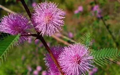 50种浪漫鲜花花语大全