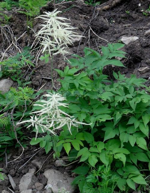 在《中国植物志》中确定为正式中名;别名也叫绿升麻;在植物分类学中