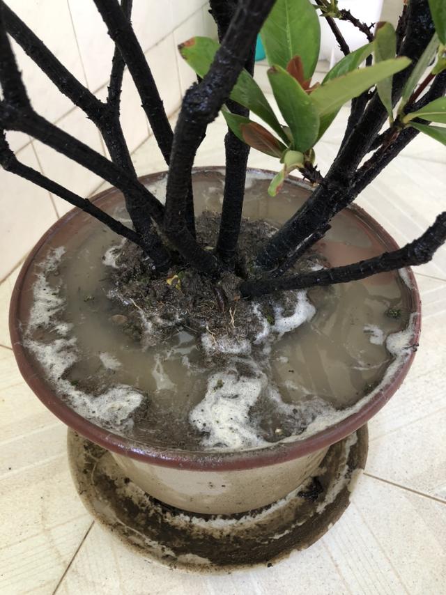 制砂机设备阳台养花