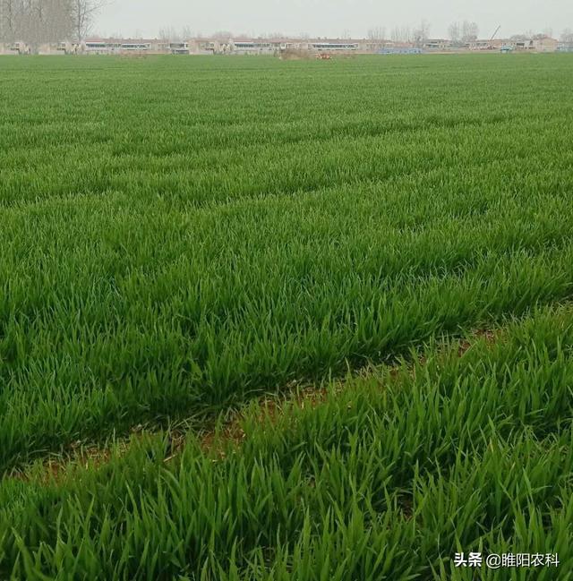 尿素液主要是干什么用的(尿素液多少钱一桶)
