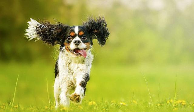 骑士查理王猎犬