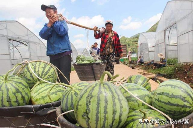 作物上的这3个叶面肥配方，能促长壮棵、增产增收，又能防治病害9