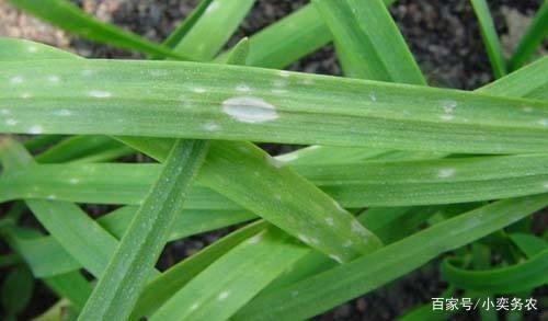 韭菜种植过程中，常见的4种病虫害及防治办法早知道1