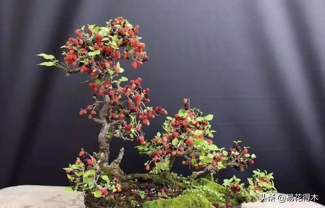 亳州干式洗砂机哪家好
