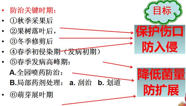 猕猴桃溃疡病综合防治技术 ,简单明了5