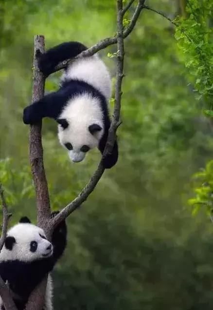 关于熊猫的资料 关于熊猫的资料（关于熊猫的资料和信息） 生活