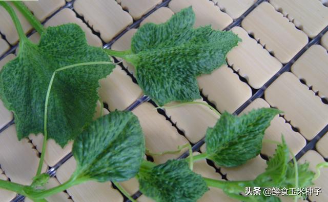 茄瓜果类蔬菜夏季高温期常见生理性障碍及防治措施10