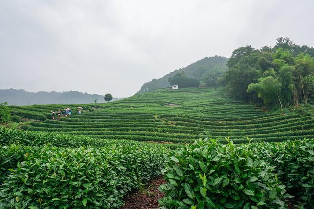 西湖龙井的产地