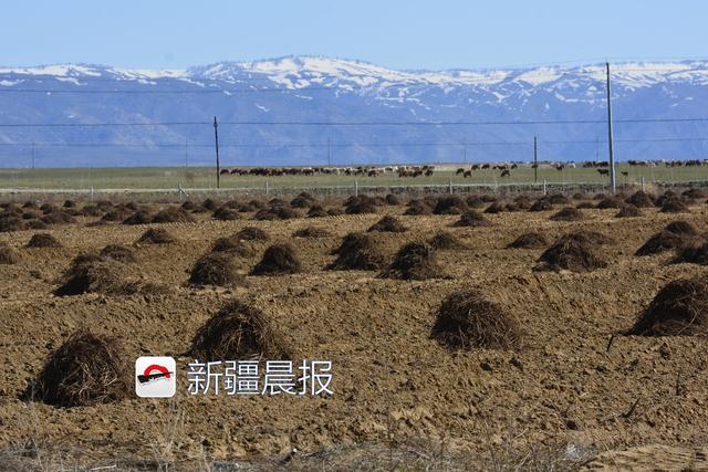 哈巴河不但有山谷，还有一片“中国药谷”3