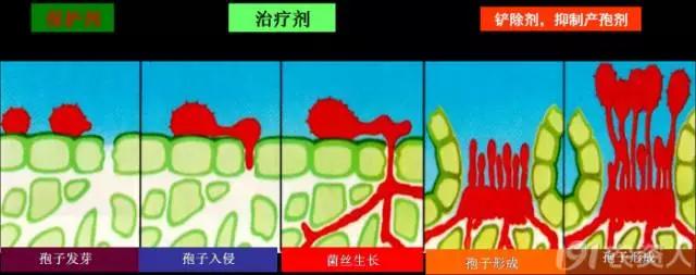 葡萄常用杀菌剂与选择，没有比这个分析更清楚的了5