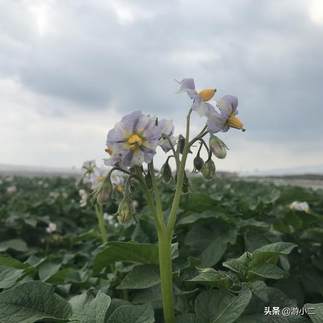 马铃薯花 土豆 今日热点