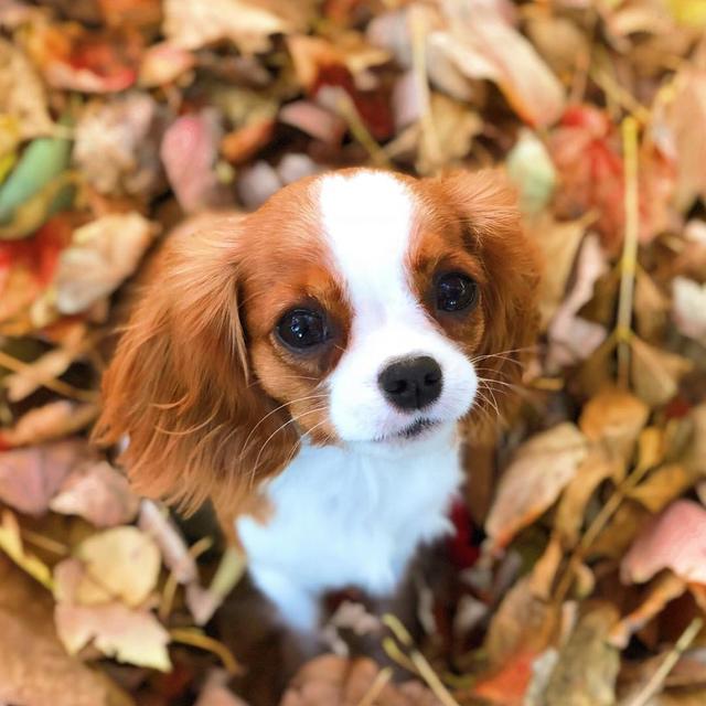 可卡犬价格可卡犬多少钱一只 可卡犬价格可卡犬多少钱一只（可卡狗狗多少钱一只） 动物