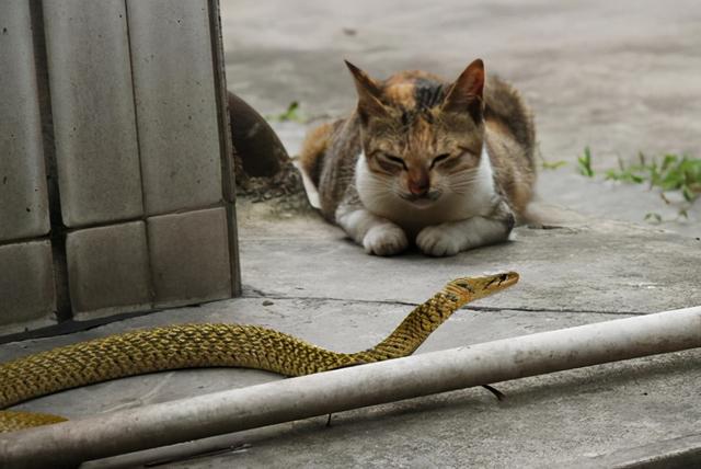 猫为什么怕黄瓜