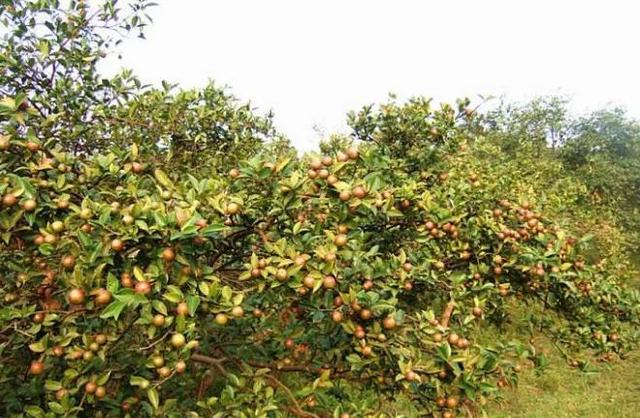 油茶种植栽培技术（油茶的种植技术要点）