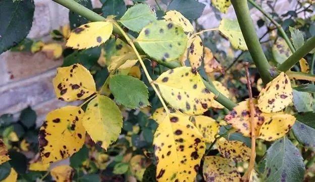 花叶子发黄 花叶子发黄（盆栽栀子花叶子发黄） 生活