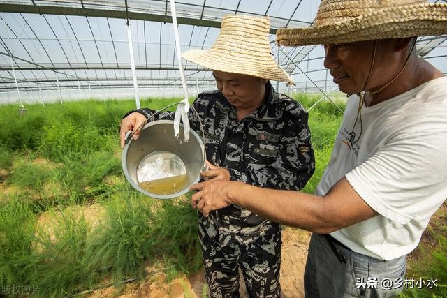 蔬菜招惹菜青虫别光喷农药，老农教你7个妙招，招招管用5